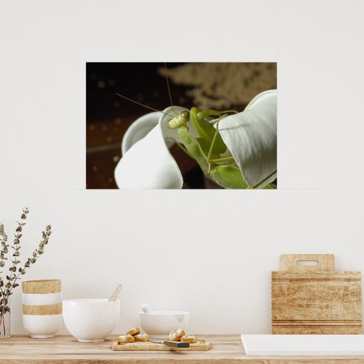 Mantid Poster (Keuken)