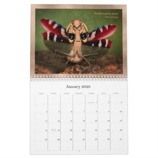 Mantidforum.net 2016 Praying Mantis Wall Calendar Kalender (Jan 2026)