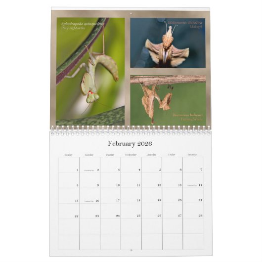 Mantidforum.net 2016 Praying Mantis Wall Calendar Kalender (Feb 2026)