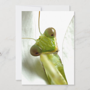 Mantids