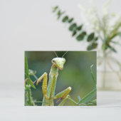 Mantis 475 Briefkaart (Staand voorkant)