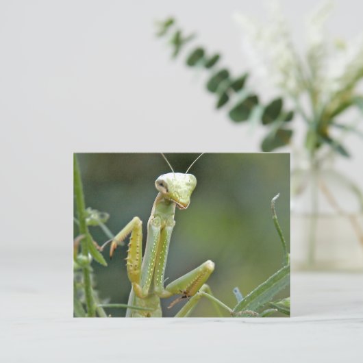 Mantis 475 Briefkaart (Staand voorkant)