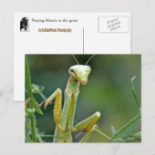 Mantis 475 Briefkaart (Voorkant / Achterkant)