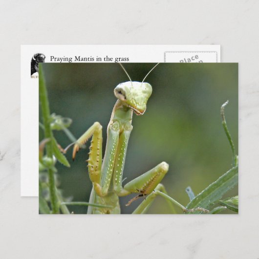Mantis 475 Briefkaart (Voorkant / Achterkant)