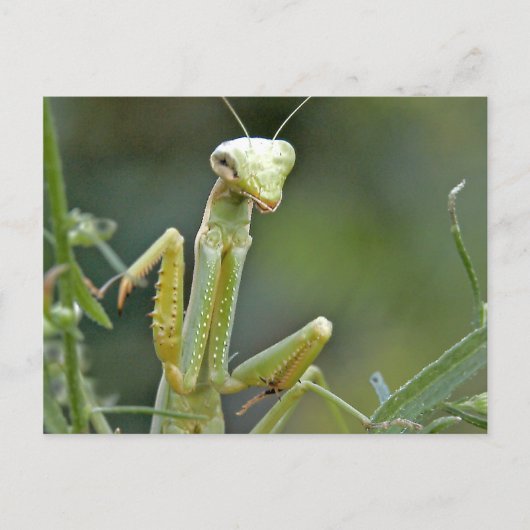Mantis 475 Briefkaart (Voorkant)