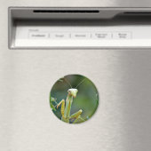 Mantis 475 magneet (Insitu (Vaatwasser))
