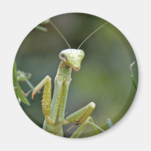 Mantis 475 magneet (Voorkant)
