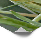 Mantis 475 Poster (Hoek)