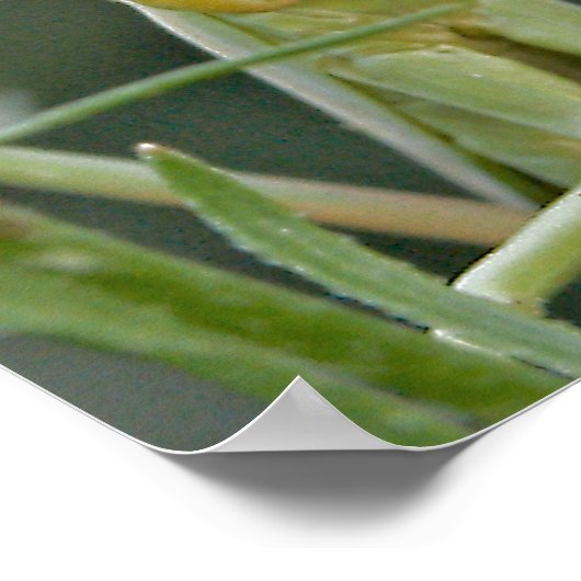 Mantis 475 Poster (Hoek)