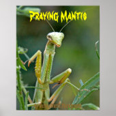 Mantis 475 Poster (Voorkant)