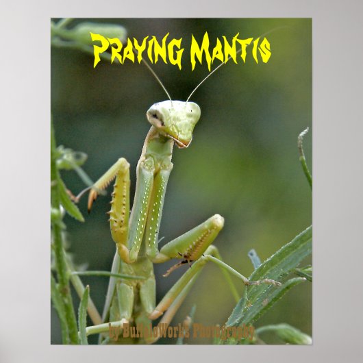 Mantis 475 Poster (Voorkant)