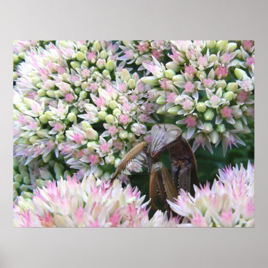 Mantis 79 ~ print (Voorkant)