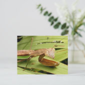 Mantis 83 ~ briefkaart (Staand voorkant)