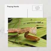 Mantis 83 ~ briefkaart (Voorkant / Achterkant)