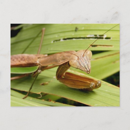 Mantis 83 ~ briefkaart (Voorkant)