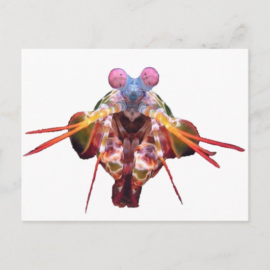 mantis briefkaart (Voorkant)