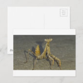 Mantis Briefkaart (Voorkant / Achterkant)