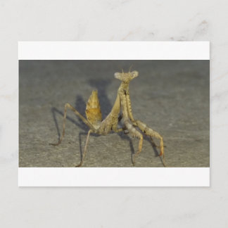 Mantis Briefkaart