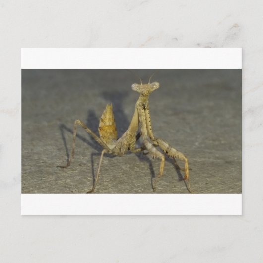 Mantis Briefkaart (Voorkant)