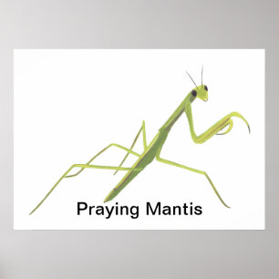 Mantis die aangepaste Posters schilderen