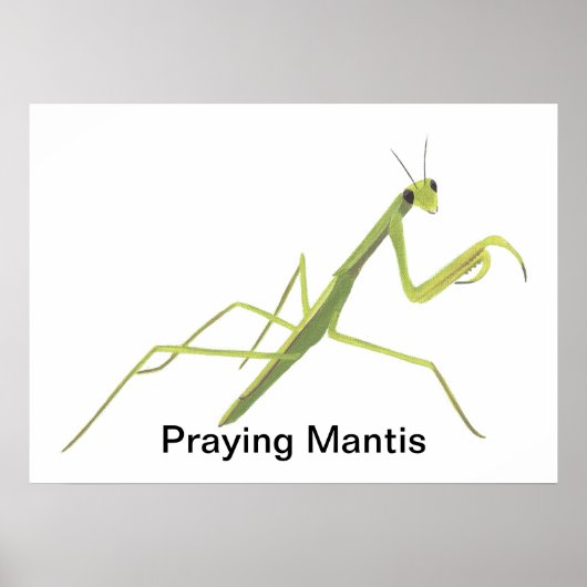 Mantis die aangepaste Posters schilderen (Voorkant)