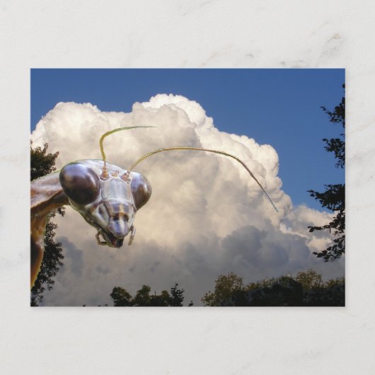 Mantis en Cloud ~ briefkaart (Voorkant)