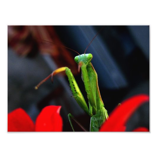 mantis foto afdruk (Voorkant)