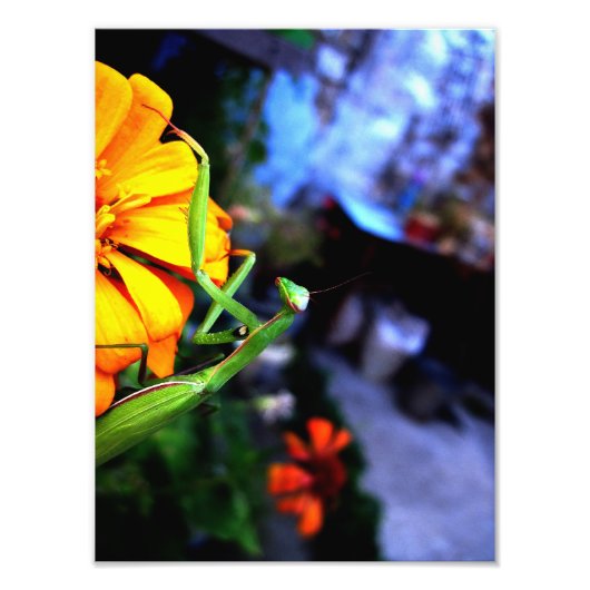 mantis foto afdruk (Voorkant)