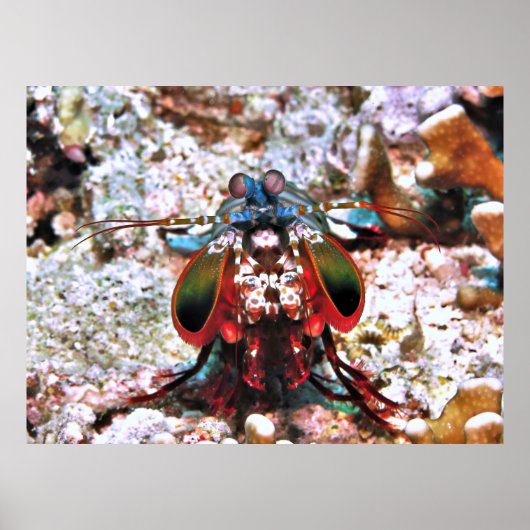 Mantis Garnaal Portret Poster (Voorkant)