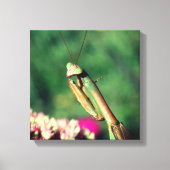 Mantis in de buurt bidden canvas afdruk (Voorkant)