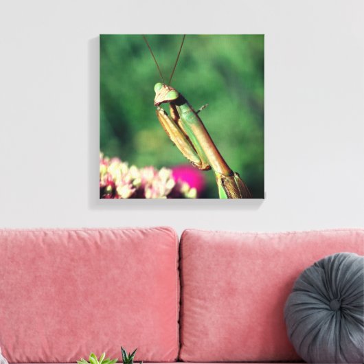 Mantis in de buurt bidden canvas afdruk (Insitu (Woonkamer))