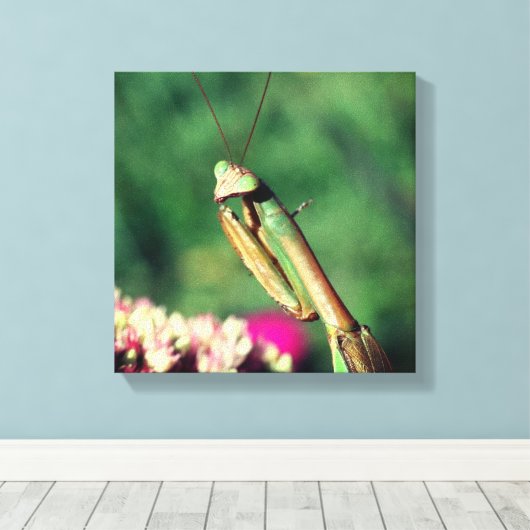 Mantis in de buurt bidden canvas afdruk (Insitu (Houten vloer))