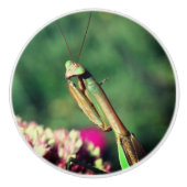 Mantis in de buurt bidden keramische knop (Voorkant)