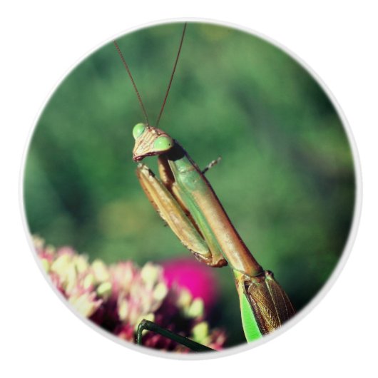 Mantis in de buurt bidden keramische knop (Voorkant)