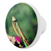 Mantis in de buurt bidden keramische knop (Rechts)