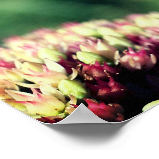 Mantis in de buurt bidden poster (Hoek)