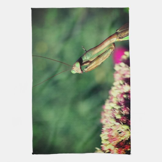 Mantis in de buurt bidden theedoek (Verticaal)