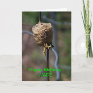 Mantis Nest Closeup Birthday Card Kaart