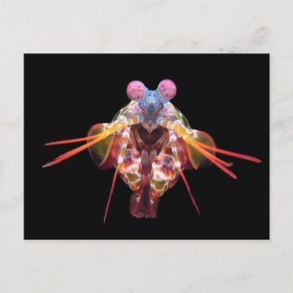 Mantis op zwart briefkaart