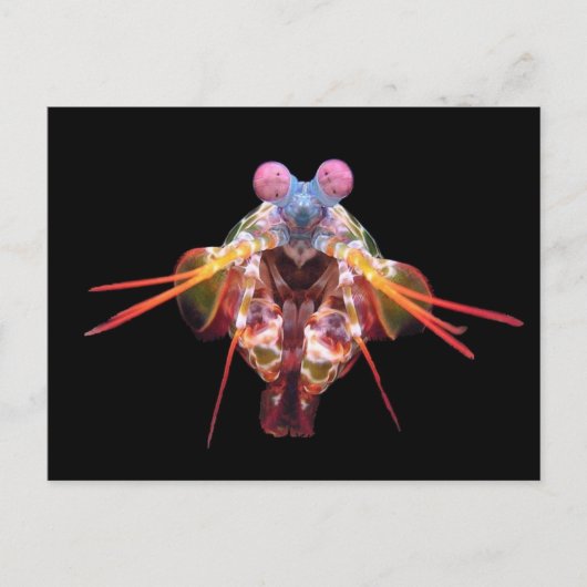 Mantis op zwart briefkaart (Voorkant)