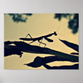 Mantis. Poster (Voorkant)
