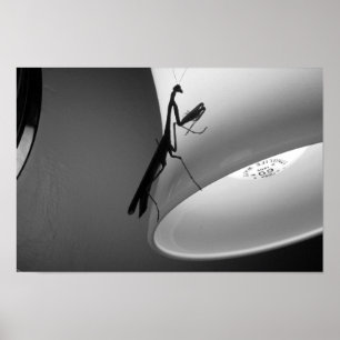 Mantis Poster