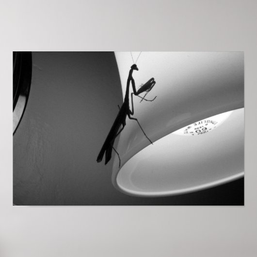 Mantis Poster (Voorkant)