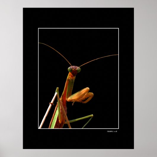 Mantis Poster (Voorkant)
