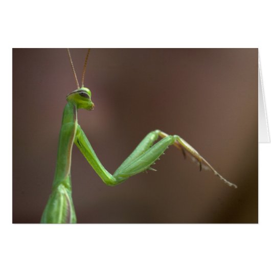 Mantis religosa (Voorkant Horizontaal)