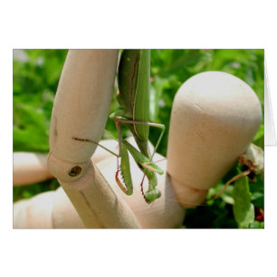 Mantis religosa