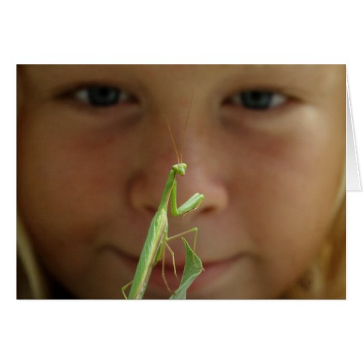 Mantis religosa (Voorkant Horizontaal)