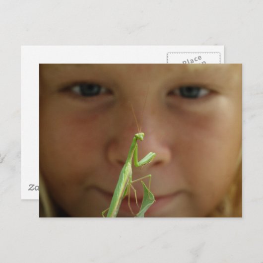 Mantis religosa briefkaart (Voorkant / Achterkant)