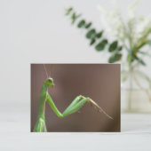 Mantis religosa briefkaart (Staand voorkant)