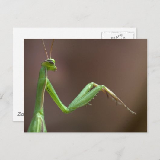 Mantis religosa briefkaart (Voorkant / Achterkant)